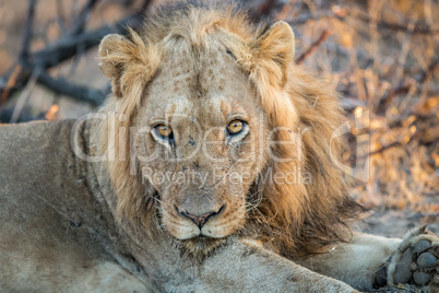 A starring Lion in the Kruger.