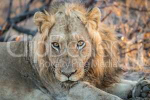 A starring Lion in the Kruger.