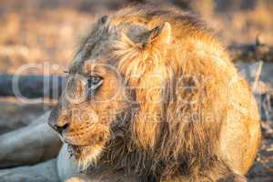 Side profile of a male Lion in the Kruger.