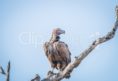 Lappet-faced vulture on a branch in the Kruger.