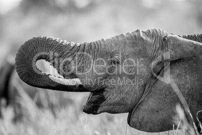 Elephant drinking in black and white the Kruger.