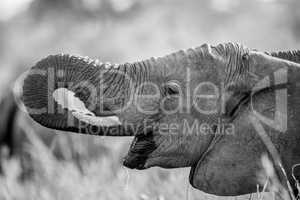 Elephant drinking in black and white the Kruger.