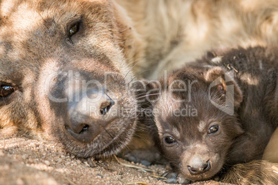 Spotted hyena pup with her mother in the Kruger.