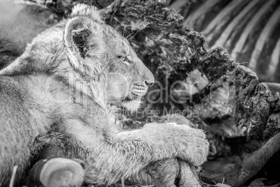 Eating Lion cub in black and white in the Kruger.
