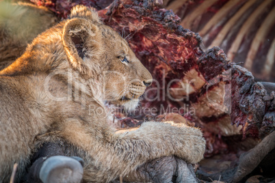 Eating Lion cub in the Kruger.
