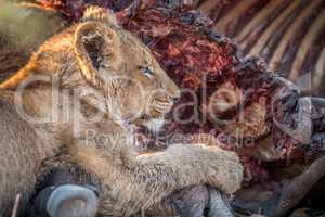 Eating Lion cub in the Kruger.