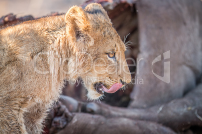 Lion cub licking himself in the Kruger.