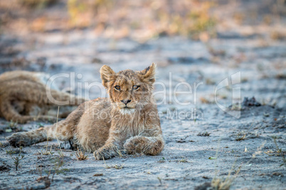 Lion cub laying down in the Kruger.