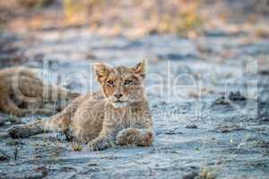 Lion cub laying down in the Kruger.