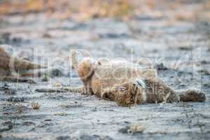 Lion cub laying down in the Kruger.