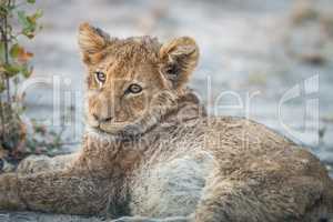 Lion cub laying down in the Kruger.