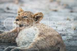 Lion cub laying down in the Kruger.