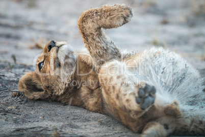 Lion cub laying down in the Kruger.