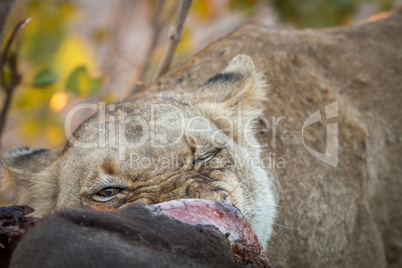 Lioness eating in the Kruger.