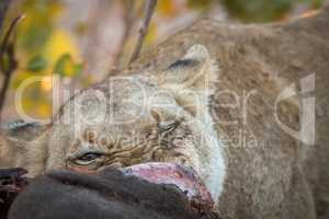 Lioness eating in the Kruger.