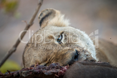 Lioness eating in the Kruger.