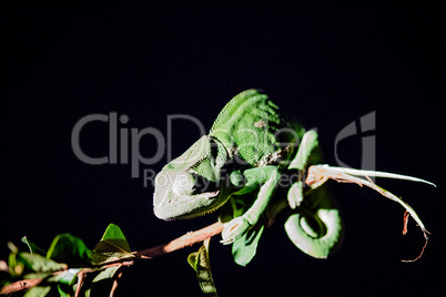 A Flap-necked chameleon in at night in the Kruger.