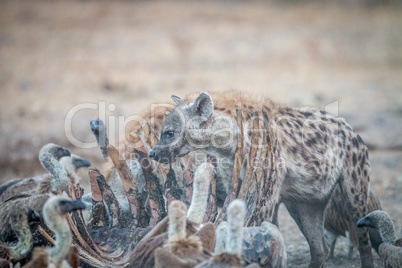 Spotted hyena on a carcass with Vultures.