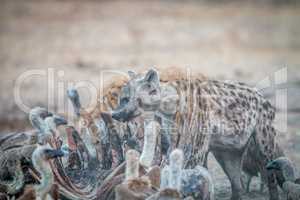 Spotted hyena on a carcass with Vultures.