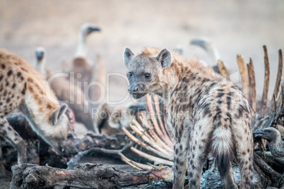 Spotted hyena on a carcass with Vultures.