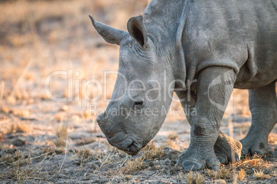 Baby White rhino in the Kruger.