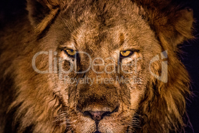 Starring Lion in the spotlight in the Kruger.