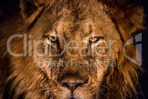 Starring Lion in the spotlight in the Kruger.