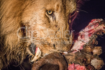 Eating Lion in the spotlight in the Kruger.