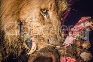 Eating Lion in the spotlight in the Kruger.