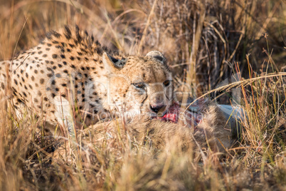 Cheetah eating a common reedbuck in the Kruger.