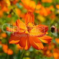 Bright corolla flower petals around the pistil and stamens.