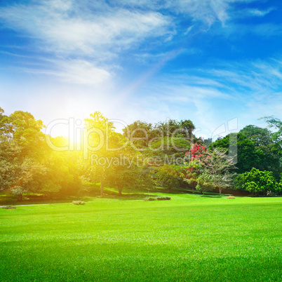 summer park with beautiful green lawns