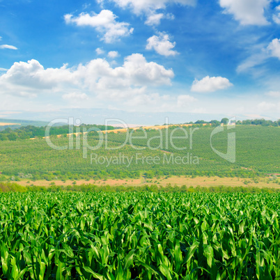 green corn field and blue sky