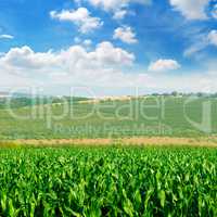 green corn field and blue sky