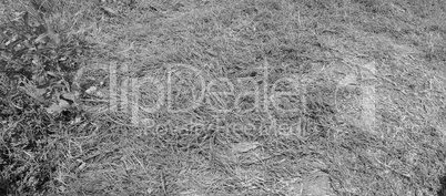 Grass meadow background Grass meadow background