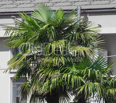 Palm tree top