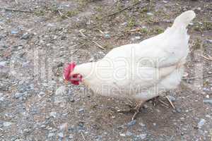 Freilaufendes Huhn auf einem Bauernhof
