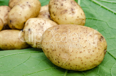 Potatoes vegetables garden
