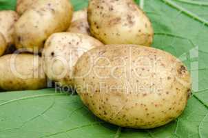 Potatoes vegetables garden