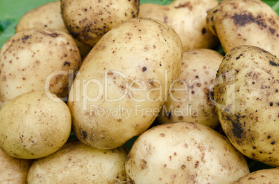 Potatoes vegetables garden