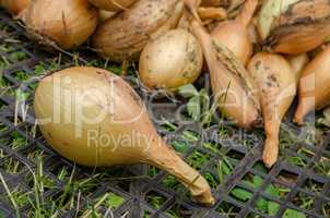 Onion garden vegetable