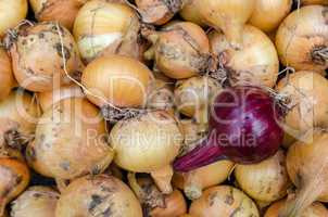Onion garden vegetable