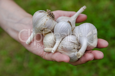 Garlic vegetable garden