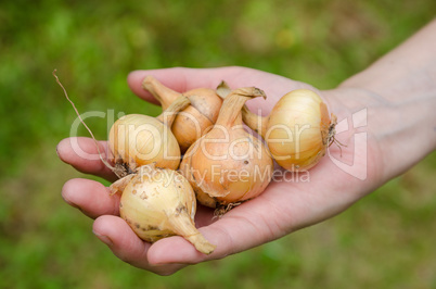 Onion garden vegetable