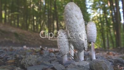 Schopf-Tintling (Coprinus comatus)