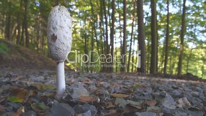 Schopf-Tintling (Coprinus comatus)