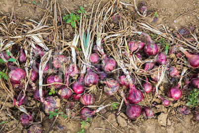 red onions