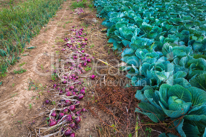 onions and cabbage