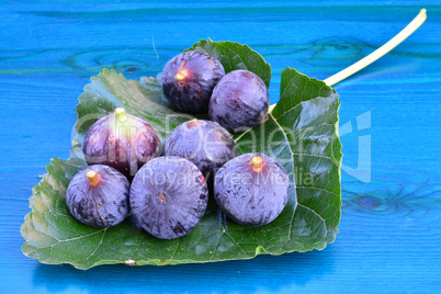 Blue figs on mulberry leaf