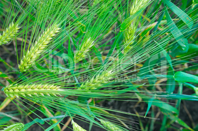 bright background of wheat ears